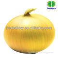 High yield Onion Seeds for planting